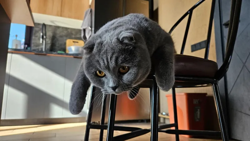 Кошки, идеально подходящие пожилым владельцам