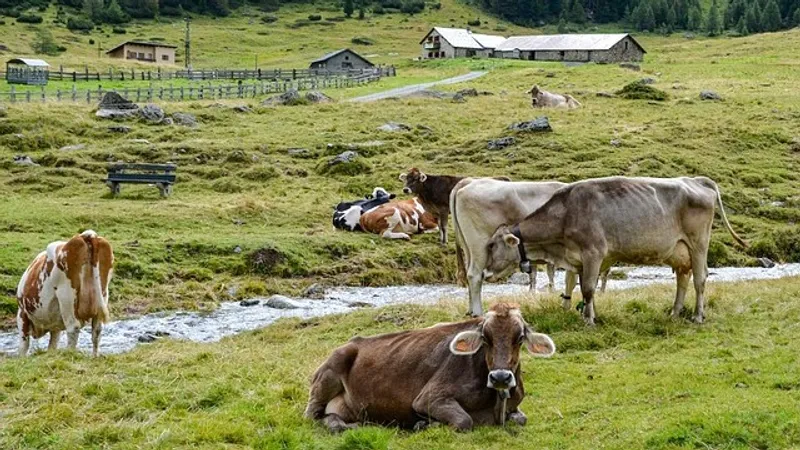 "Коровотерапия" становится трендом: фермеры США предлагают новые услуги