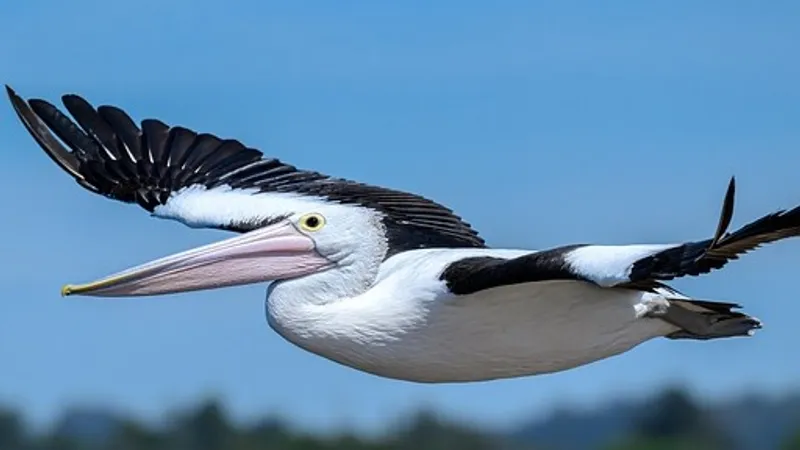Дикого пеликана в Казахстане выпустили на волю, а лебеди не смогли взлететь