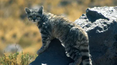 Природа, животное, фото - Новости Zakon.kz от 20.11.2025 07:50