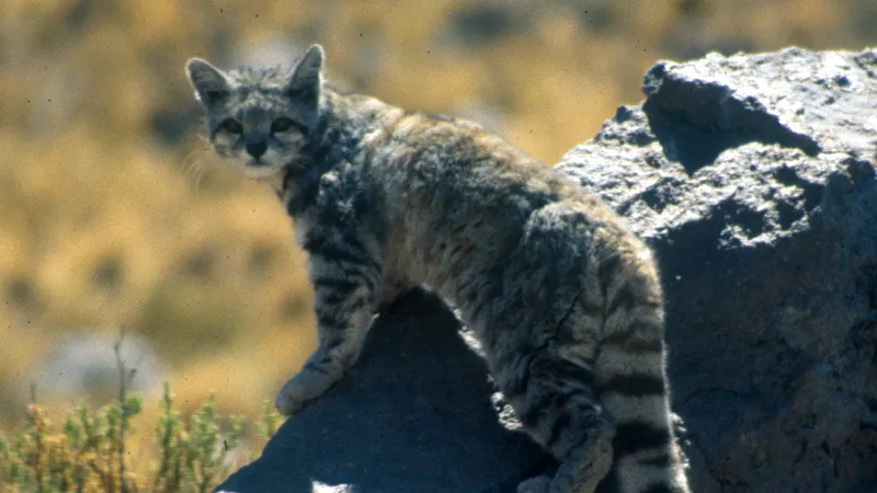 Скрытая камера запечатлела неуловимую семью горных кошек в Андах