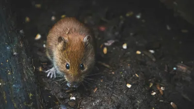 мышь, фото - Новости Zakon.kz от 21.11.2025 15:23