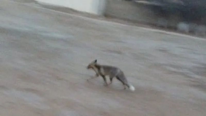 Дикие лисы покусали школьников в Мангистау