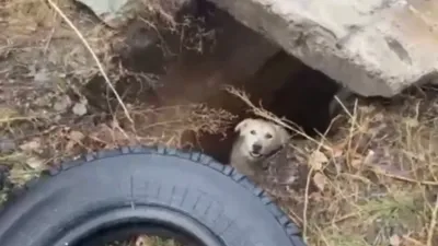 собака, фото - Новости Zakon.kz от 22.11.2025 09:40