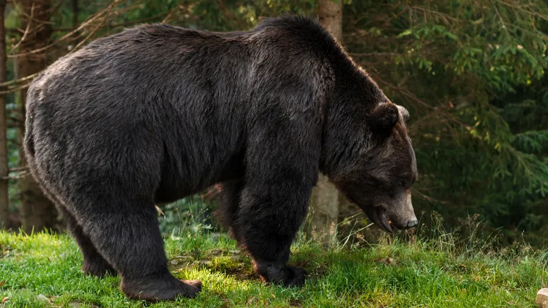 В Канаде медведь атаковал школьную группу: есть пострадавшие