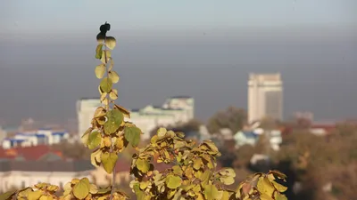 смог в Алматы, фото - Новости Zakon.kz от 23.11.2025 09:02