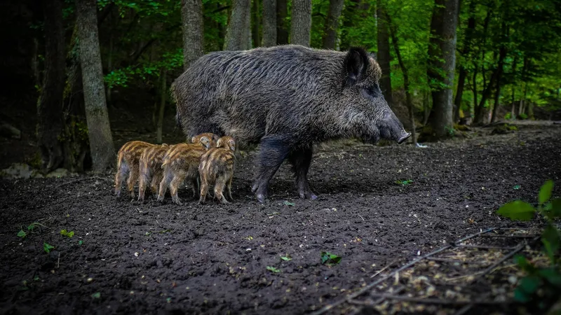 Семьи кабанов вернулись на выгоревшие земли Атырау: интересные кадры с дрона