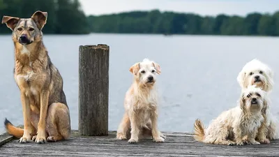 В Стамбуле ввели запрет на кормление уличных собак, фото - Новости Zakon.kz от 25.11.2025 08:33