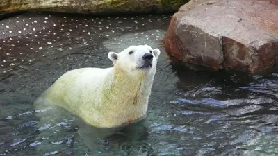 белый медведь, вода, фото - Новости Zakon.kz от 24.11.2025 18:43