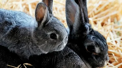 алматинка вновь разводит кроликов в однокомнатной квартире, фото - Новости Zakon.kz от 24.11.2025 23:44