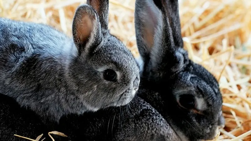 Запах и скрежет в подъезде: скандал с сотней кроликов в квартире получил продолжение