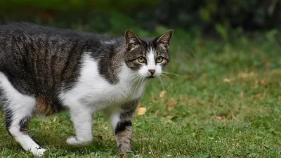 в Новой Зеландии решили полностью уничтожить диких кошек, фото - Новости Zakon.kz от 25.11.2025 01:43