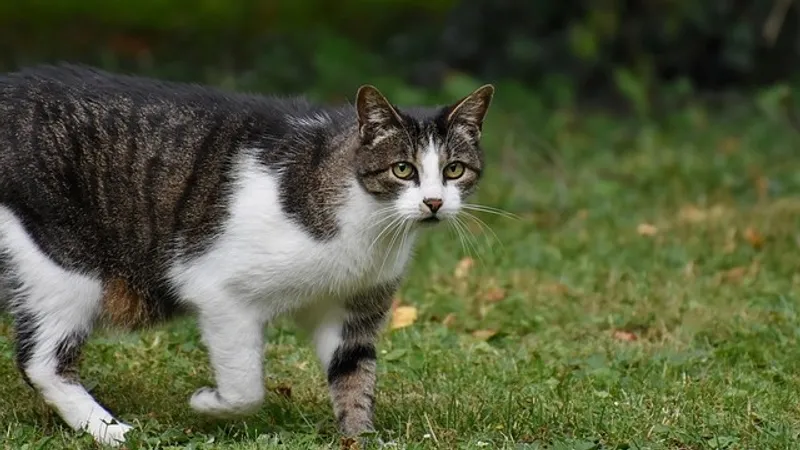 Полностью уничтожить диких кошек в Новой Зеландии планируют к 2050 году