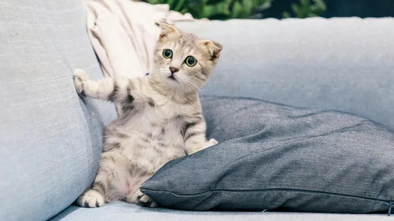 "Бессимптомную" опасность домашних кошек назвали ветеринары