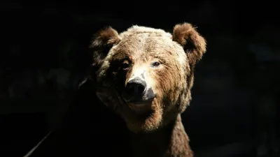 медведь, фото - Новости Zakon.kz от 26.11.2025 16:50