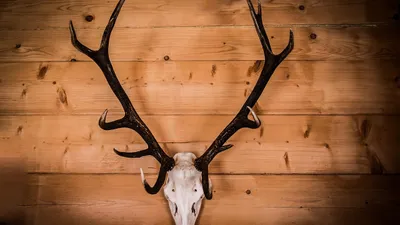 оленьи рога подлежат маркировке, фото - Новости Zakon.kz от 26.11.2025 11:41