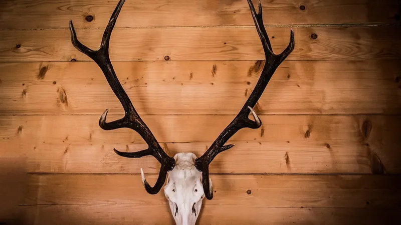 Панцири черепах и оленьи рога нужно будет маркировать с 1 декабря 2025 года