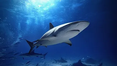 акула, фото - Новости Zakon.kz от 28.11.2025 15:37