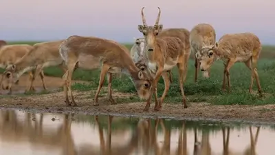 Ученые выяснили причины конфликта между сайгаком и сельским хозяйством в Западном Казахстане, фото - Новости Zakon.kz от 28.11.2025 19:56