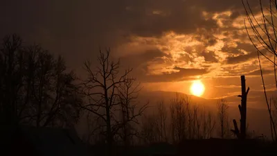 деревья, погода, фото - Новости Zakon.kz от 28.11.2025 15:12