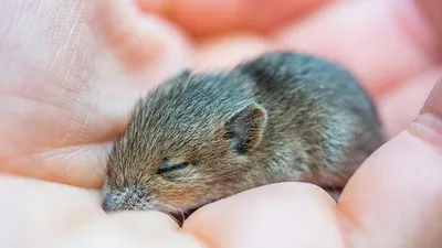 туристы купили мышь и убили ради скидки в отеле, фото - Новости Zakon.kz от 28.11.2025 21:16