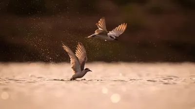 птицы, фото - Новости Zakon.kz от 29.11.2025 13:55