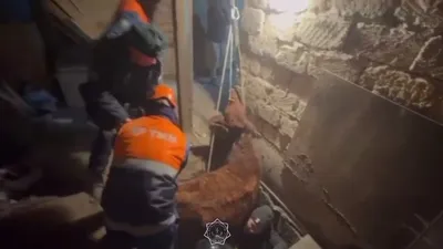 спасатели помогли вытащить корову из глубокой ямы, фото - Новости Zakon.kz от 30.11.2025 23:51