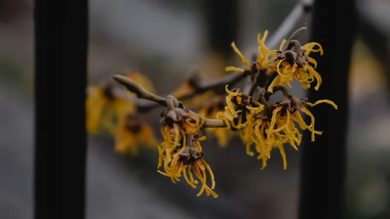 В Ботсаду Алматы нашли редкий "ведьмин орех"