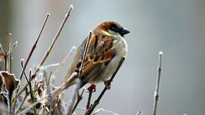 птица на ветке, зима, фото - Новости Zakon.kz от 01.12.2025 12:05