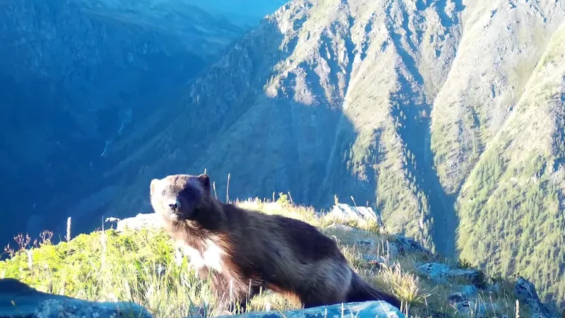 Логан из "Росомахи" думал, что ее выдумали: скрытная хищница попала на видео в Казахстане