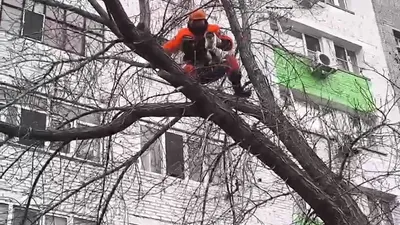 спасатели помогли кошке спуститься с дерева, фото - Новости Zakon.kz от 01.12.2025 21:22