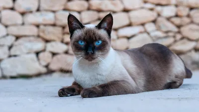 порода кошки , фото - Новости Zakon.kz от 02.12.2025 21:43