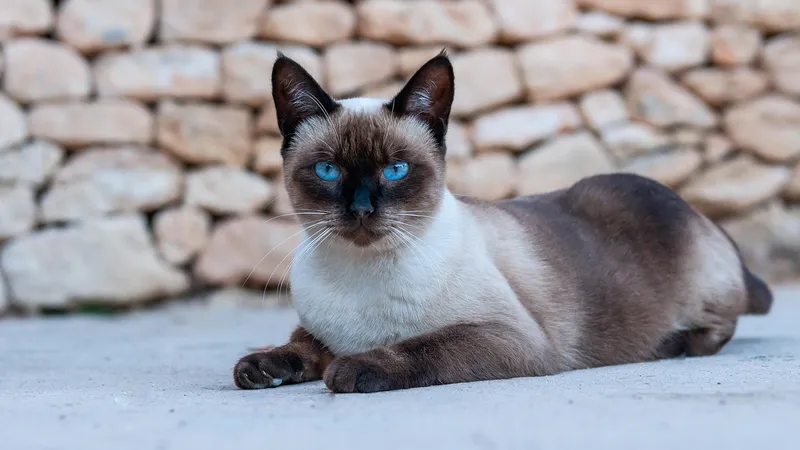 Кошки Таиланда признаны национальными символами страны