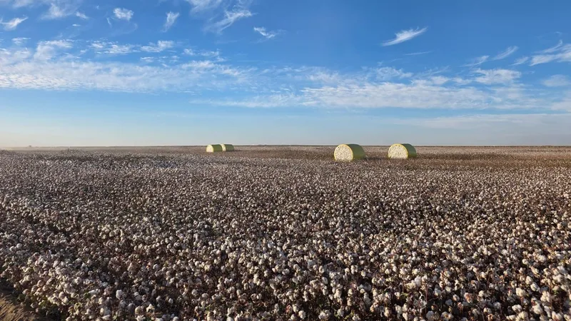 Крупнейший в Центральной Азии хлопководческий комплекс за 200 млрд тенге создадут в Казахстане