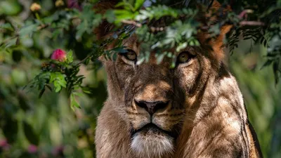 В Бразилии львица напала на парня, фото - Новости Zakon.kz от 02.12.2025 08:22