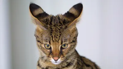 грабители украли дорогого и редкого кота, фото - Новости Zakon.kz от 03.12.2025 18:46