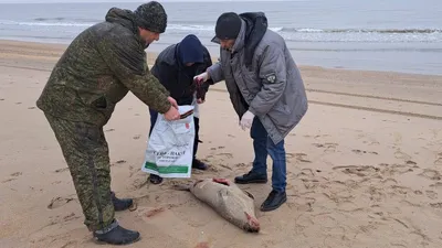 В Дагестане нашли мертвых тюленей, фото - Новости Zakon.kz от 04.12.2025 05:50