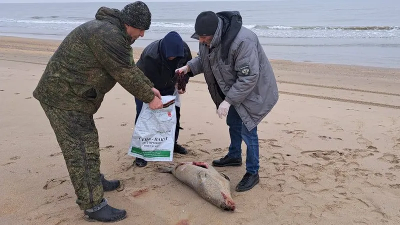 Мертвых тюленей нашли на берегу Каспия в Дагестане
