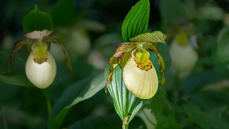 Башмачок крупноцветковый: легенда и тайны редкой орхидеи Казахстана