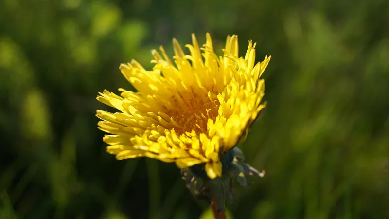 Зимнее чудо: на Кольсайских озерах зацвели одуванчики