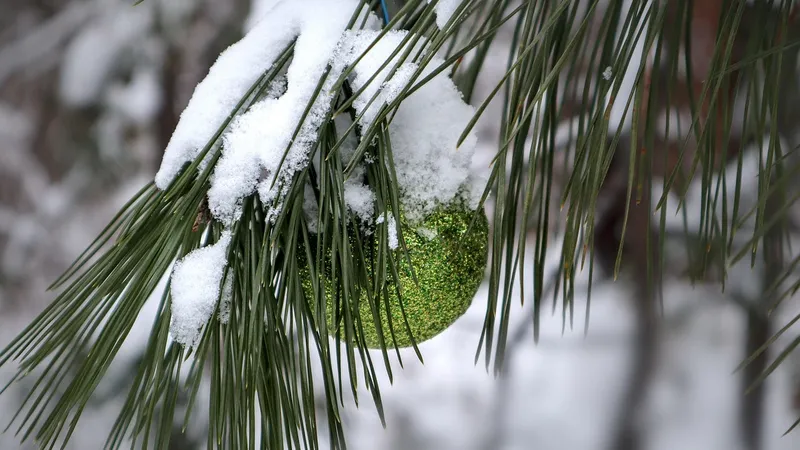 "Проще купить": выяснилось, сколько заплатят казахстанцы за елку из леса