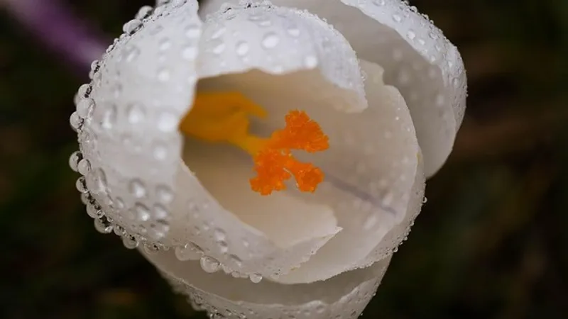 Краснокнижный цветок неожиданно расцвел в декабре в горах Алматы