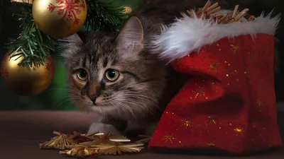 Гороскоп на 4 декабря, фото - Новости Zakon.kz от 04.12.2025 08:08