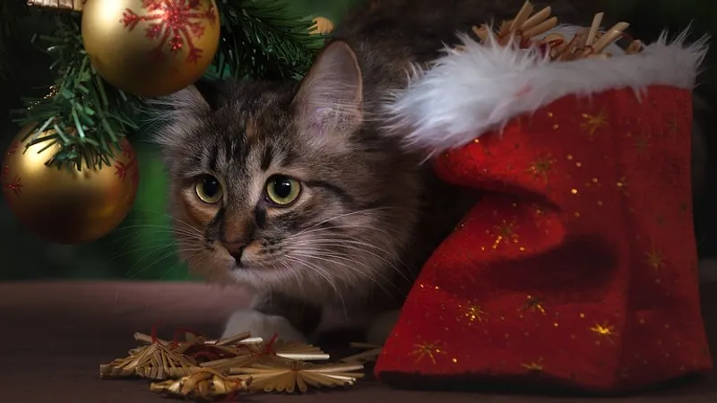 Гороскоп на 4 декабря: мечты воплощаются в реальность