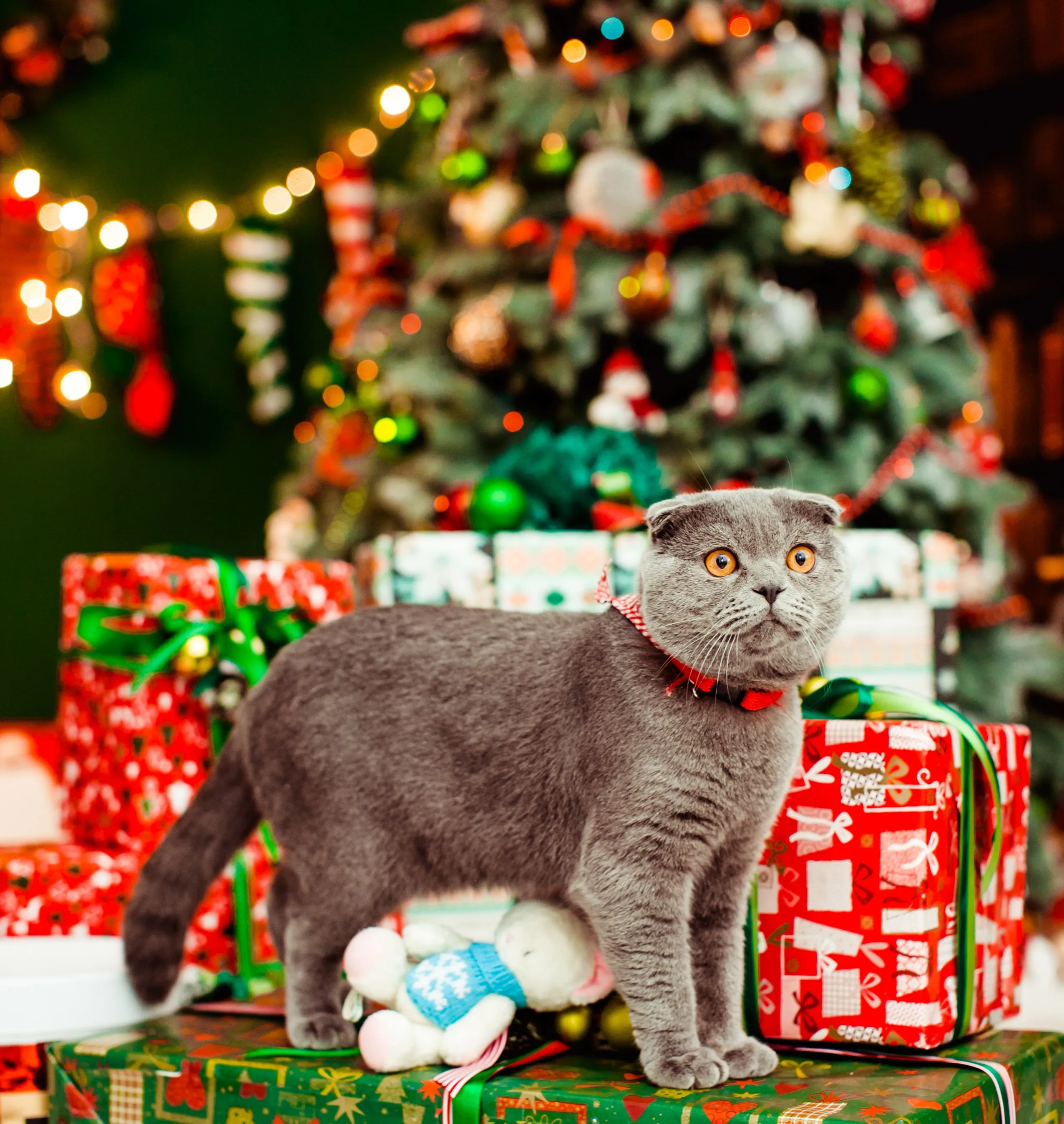 Владельцев кошек и собак предупредили об опасности новогодней елки