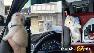 Котенок Мими, кошки, такси, Атырау, животные, фото - Новости Zakon.kz от 05.12.2025 12:11