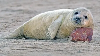 В Новой Зеландии в пивном баре поймали тюленя, фото - Новости Zakon.kz от 06.12.2025 04:30
