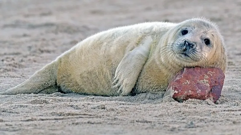 Тюлень заполз в пивной бар Новой Зеландии и устроил переполох среди гостей
