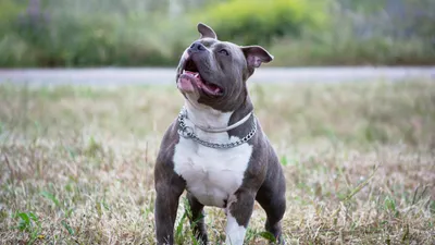 Домашний пес, питбуль, природа, фото - Новости Zakon.kz от 07.12.2025 02:30