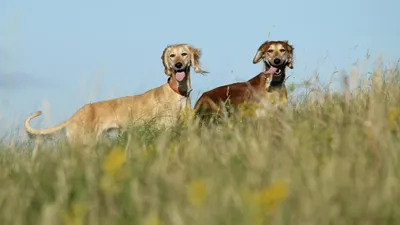 Разведение тазы в Казахстане, фото - Новости Zakon.kz от 08.12.2025 03:44